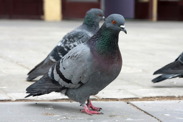 dove. Grey pigeon Shooting on street.