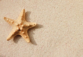 Fototapeta na wymiar Starfish shell on sunlit sand background