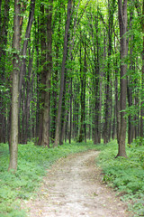 Fototapeta premium spring green forest with footpath
