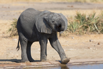 Elephant calf drinking water on dry and hot day