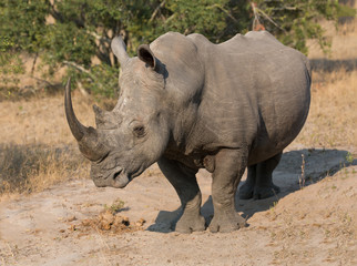 Obraz premium Lone rhino standing on open area looking for safety from poacher