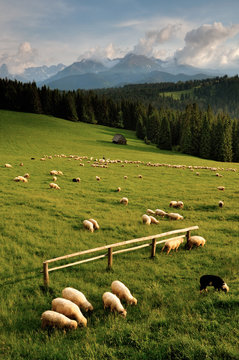 Tatry Owce © Andrzej Kryza