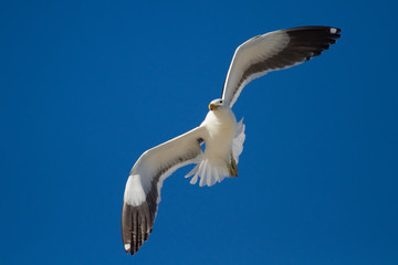 Lone Black back gull flying in bright blue sky