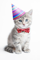 Grey kitten with a hat and a bow tie