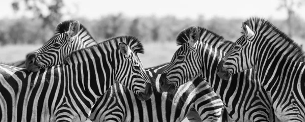 Deurstickers Zebrakudde in zwart-witfoto met koppen bij elkaar © Alta Oosthuizen