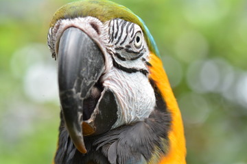 South American Macaw portrait