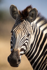 Fototapeta na wymiar Zebra portrait in colour photo with heads close-up