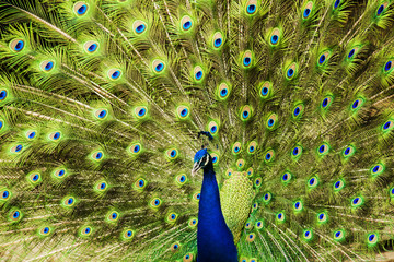 Obraz premium Wild male peacock showing tail feathers