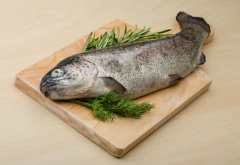 Raw fresh trout