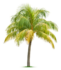 Fototapeta premium Coconut tree