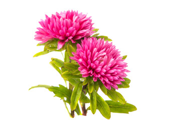 pink aster flower
