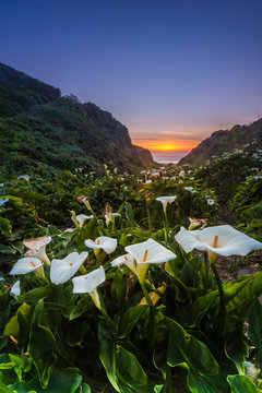 Wild Calla Lilly on Californai coast