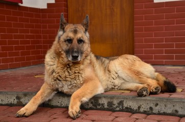 Dog