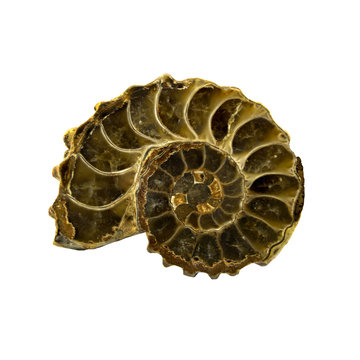 Ammonite isolated