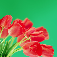 Red tulips on a blurry background
