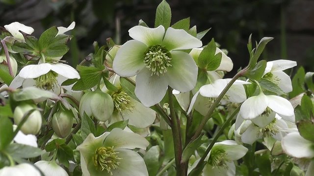 White Woodland Spring Flowering Hellebores &ndash; Garden Lenten Roses