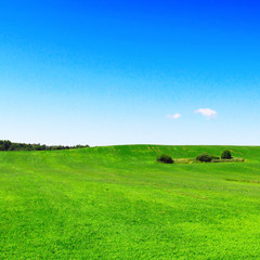 Meadow with blue sky