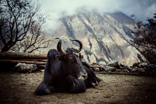 Yak in Himalayan mountains
