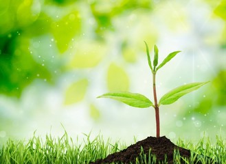 Soil. Sapling of a tree on a white background.