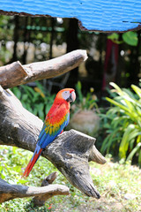 Big beautiful macaws