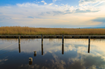 Wood poles in Neusiedlersee lake in spring, Burgenland, Austria