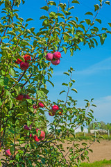red ripe apples on branch