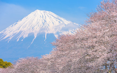 Cherry blossoms or Sakura tree in Japan