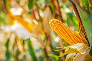 view ear of corn on plant with very blurred background