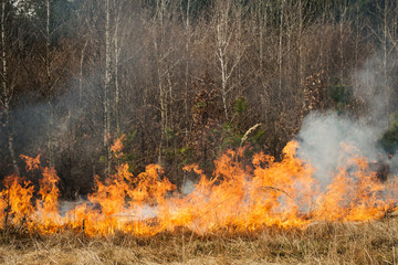 Fire on agricultural land near forest