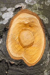 The trunk beech