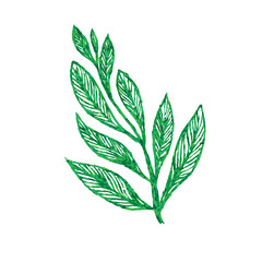 beautiful colored hand-drawn leaves on a white background