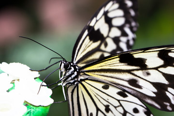 Idea leuconoe butterfly