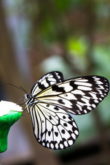 Idea leuconoe butterfly