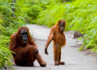 Mom with baby orangutan. Borneo. Indonesia.
