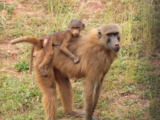 Papion, familia