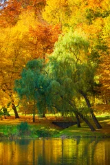 Papier Peint photo Lavable Automne L& 39 eau avec des arbres d& 39 automne dans le parc