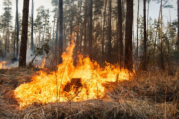 Development of forest fire