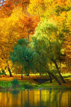 Water with autumn trees in park