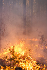 Forest fire in pine stand