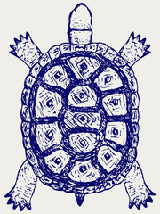 Fototapeta premium Land turtle. Testudo hermanni. Doodle style