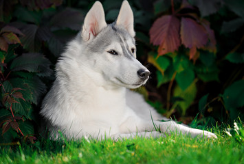 Obraz premium majestic portrait of grey black husky dog