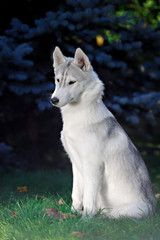 Obraz premium majestic portrait of grey black husky dog
