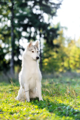 majestic portrait of grey black husky dog