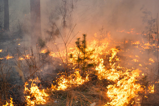 Forest fire in pine stand