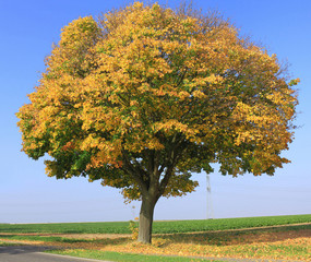 Herbstbaum