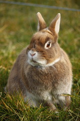 Braunes Kaninchen im Gras