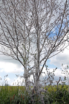 Traubenkirschen-Gespinstmotten
