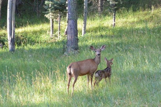Momma and Baby