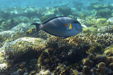 Fototapeta na wymiar Underwater world. Photo of a tropical fish