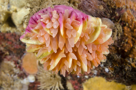 Crested cup coral